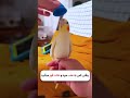 جای دستشویی رو به پرنده ت یاد بده جای دستشویی رو به پرنده ت یاد بده