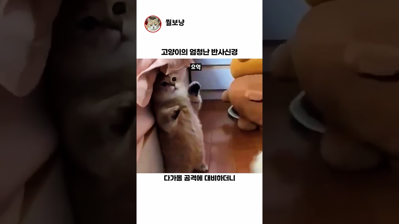 고양이의 엄청난 반사신경 썸네일