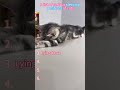 Various sleeping positions of cats.#cat #cute #funny #sleep