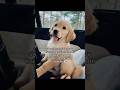 puppy training decisions I made as a first-time dog owner…#BetterWild #dogdental #ad #dogmom