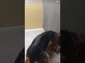 Pitbull puppy with gsd dog real fight shorts fight trending viral