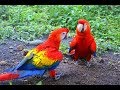 هل تعلم ان كلام الطيور والحيونات لك في المنام عباره عن رساله لك يستحيل تكون كاذبه واليك الدليل هل تعلم ان كلام الطيور والحيونات لك في المنام عباره عن رساله لك يستحيل تكون كاذبه واليك الدليل