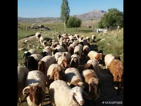 Karaman Ihsaniye Köyü Hilmi Şahballi Dağların Eteklerinde