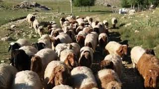 Karaman Ihsaniye Köyü Hilmi Şahballi Dağların Eteklerinde