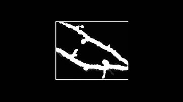 Neuroplasticity: Timelapse 8-day dendritic modification from Trachtenberg 1080