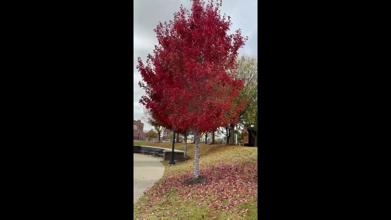 Maple Trees Tulsa Oklahoma YouTube