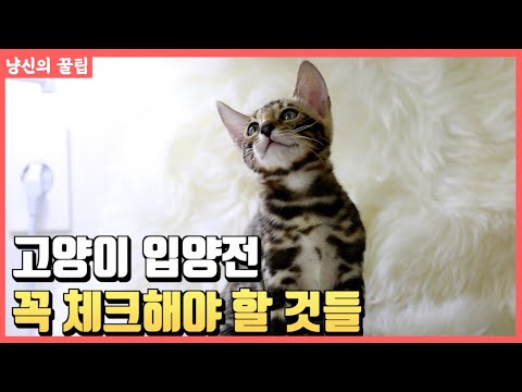 고양이 분양 받거나 &amp;amp; 입양시 꼭 체크해야될것들 !