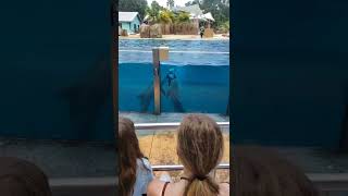 Sea World Dolphin Show PT3 by KakarotGamingXP 13 views 1 year ago 2 minutes, 31 seconds