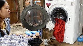 Adorable Monkey Donal Help Mom Take Clothes To Put In Washing Machine