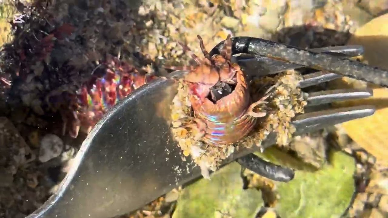 شرح طريقة صيد البوبيط / اطول بوبيط شاهدته في حياتي 😳