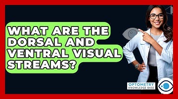 What Are The Dorsal And Ventral Visual Streams? - Optometry Knowledge Base