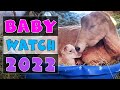 BABIES WATCH 2022 - Kidding Season - Syman Says Farms