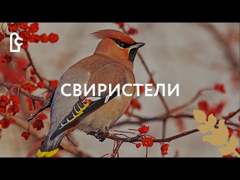Свиристели