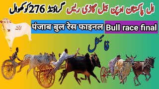 Bull race