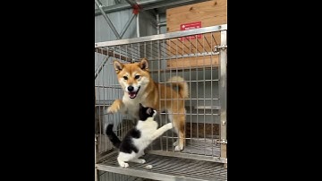 my third time making a ai generate video #jaidmeel