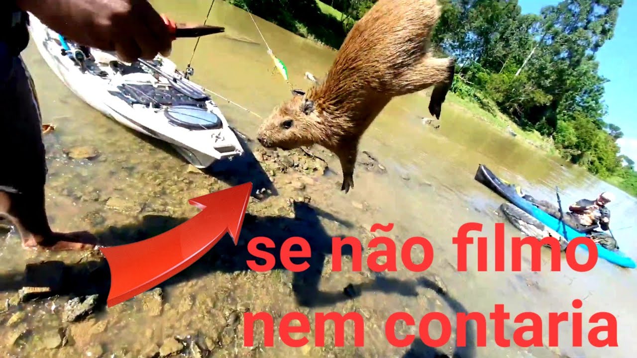 Dicas Da MIKU - Capivara Capim com vara Meu pal na tua cara