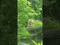 Dangerous Tiger? Wait Till You See the Smile! 🐯 | Taipei Zoo Surprise #taiwan #taiwantravel #travel
