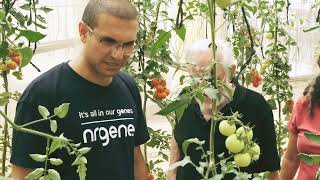 Nrgene Tomato