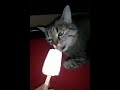 Cat screams because of brainfreeze