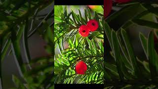 7 MOST DANGEROUS PLANTS ☠️🌿⚘️(Lethal Ranking)🌺⚠️Deadly Flora! 7 MOST DANGEROUS PLANTS ☠️🌿⚘️(Lethal Ranking)🌺⚠️Deadly Flora!