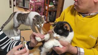 猫の爪を切ったらほのぼのした。