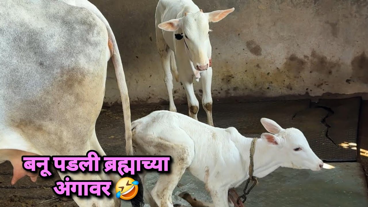 बानू पडली ब्रह्माच्या अंगावर 🤣 | Bailgada Sharyat |