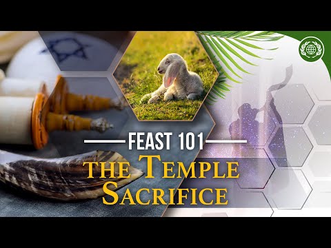 Video: Vad observerade Temple på sin första resa till foderlotten och slakteriet?