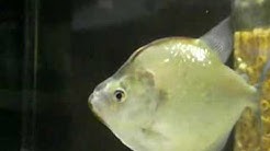 インペリアルゼブラプレコの飼育小屋 Youtube