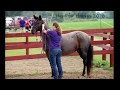 A Rescue Horse Story - Sally