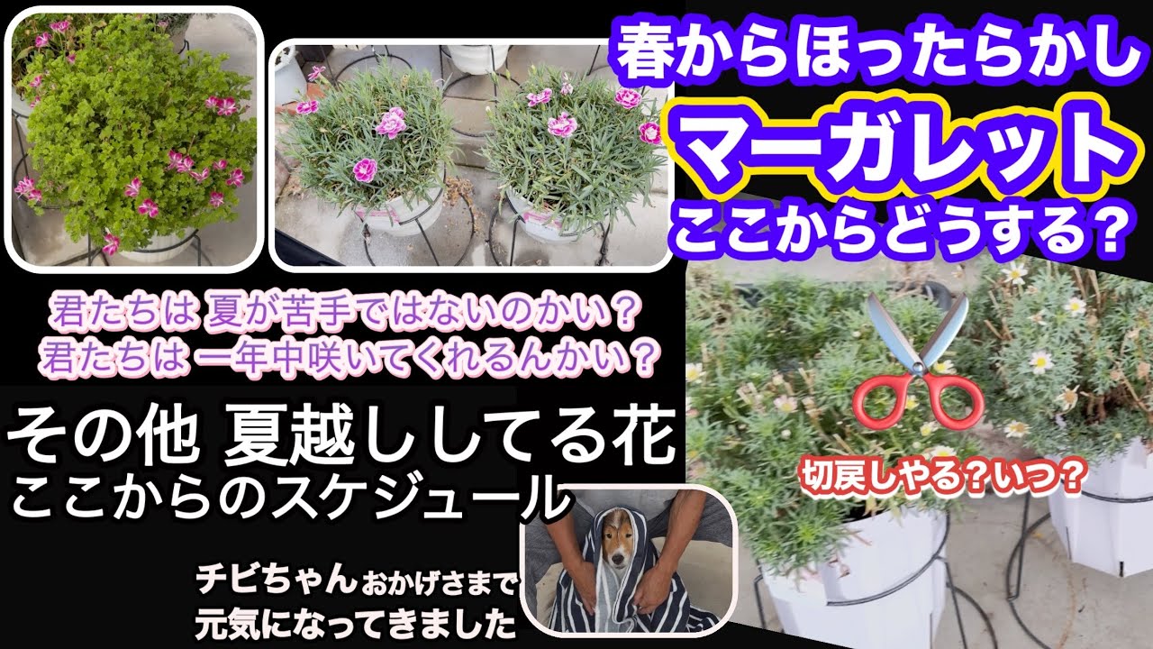春を待つビタミンカラーの寄せ植え カゴに植え自然風な仕上がりに