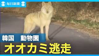 韓国・動物園からオオカミ逃走
