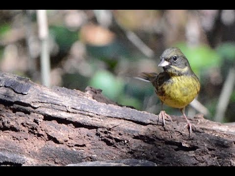 アオジの食事 & 野鳥の写真／鳥の詩〜杉田かおる