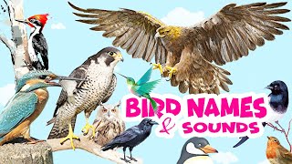 Birds Name And Sounds Learn Bird Names In English Video For Kids
