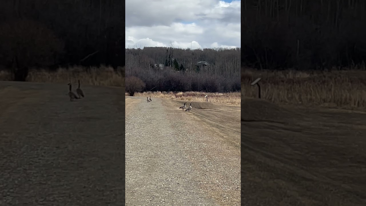 Tough Canadian Geese