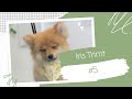 POMERIANIAN PUPPY! || ALLES IS NIEUW #5