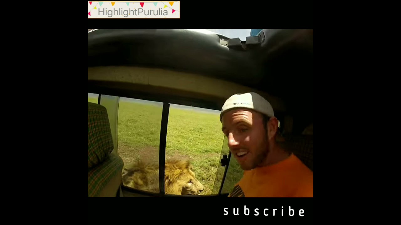 Viral video: Safari tourist opens car window to pet lion, instantly regrets it [WATCH]