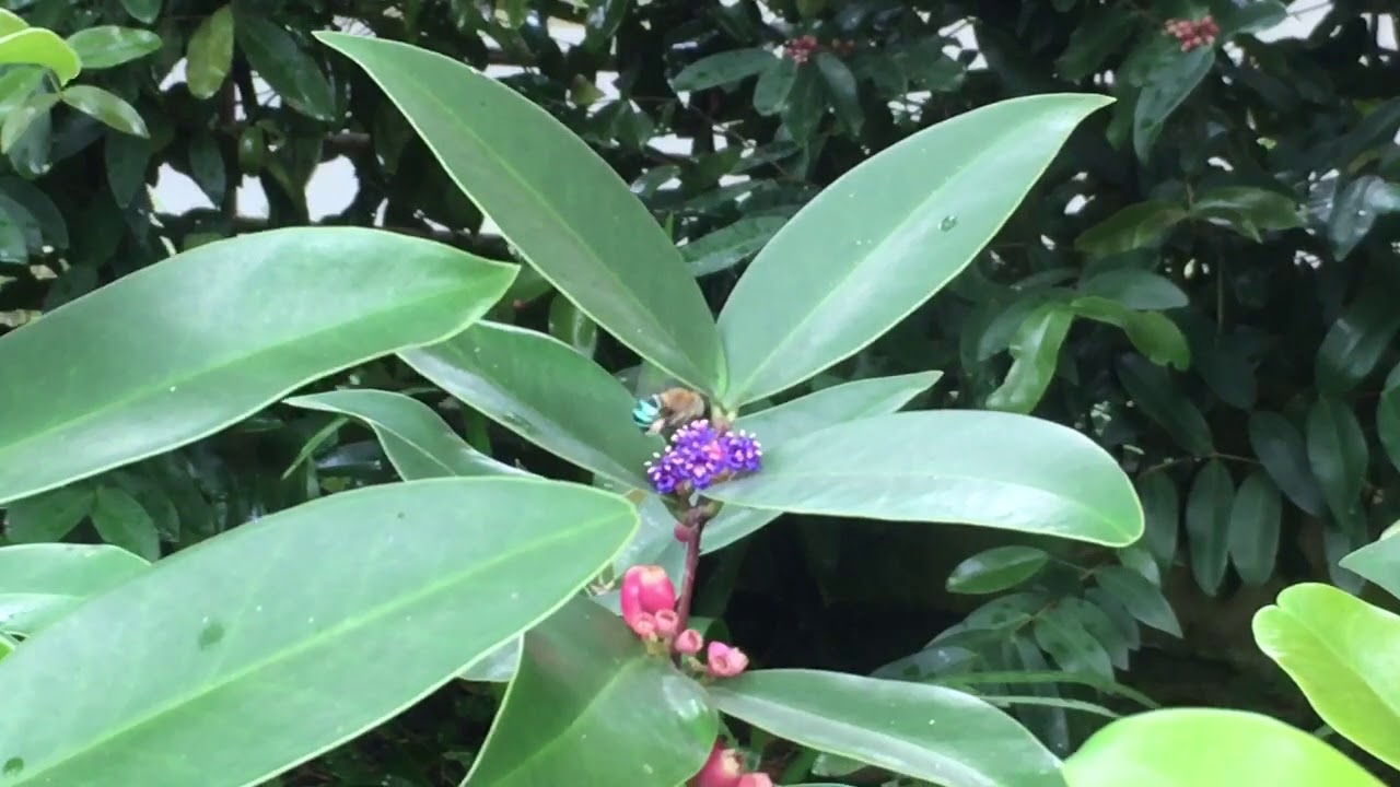 Amegilla andrewsi visiting Memecylon caeruleum