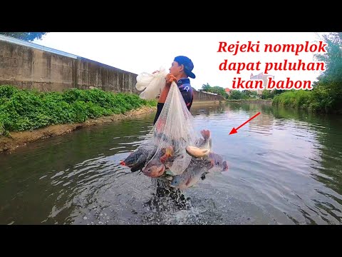 Rejeki nomplok dapat puluhan ikan super babon || Amazing net fishing 