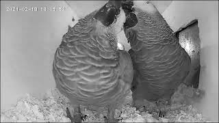 African gray nest box Behaviors