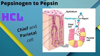 Function of Chief and Parietal Cells during Protein digestion in the stomach.