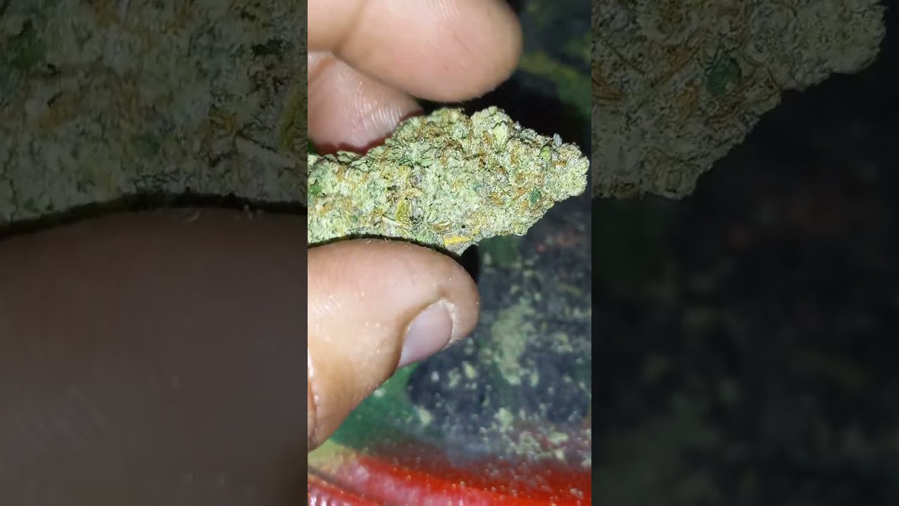 smoke review on the Red Pop strain  1 threw 10 I give it 8.5 Cultivated by RCC in Exotic alerts