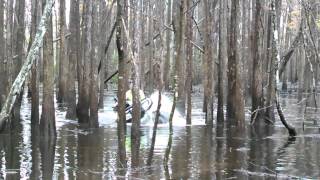 07 Foreman 500 27 Mudlites Riding Deep