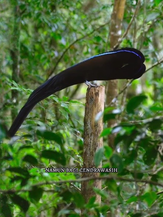 Pertunjukan Cendrawasih Paruh Sabit Hitam #shorts #cendrawasih #burung