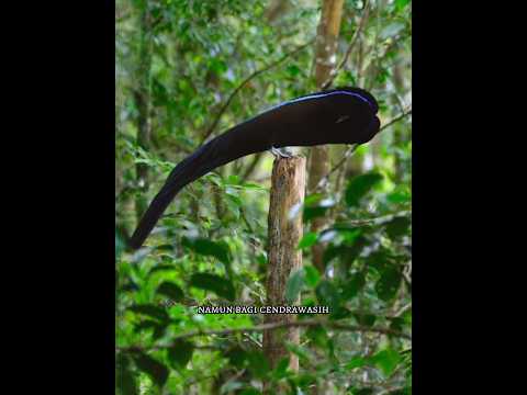 Video: Apa yang disebut burung ekor garpu?