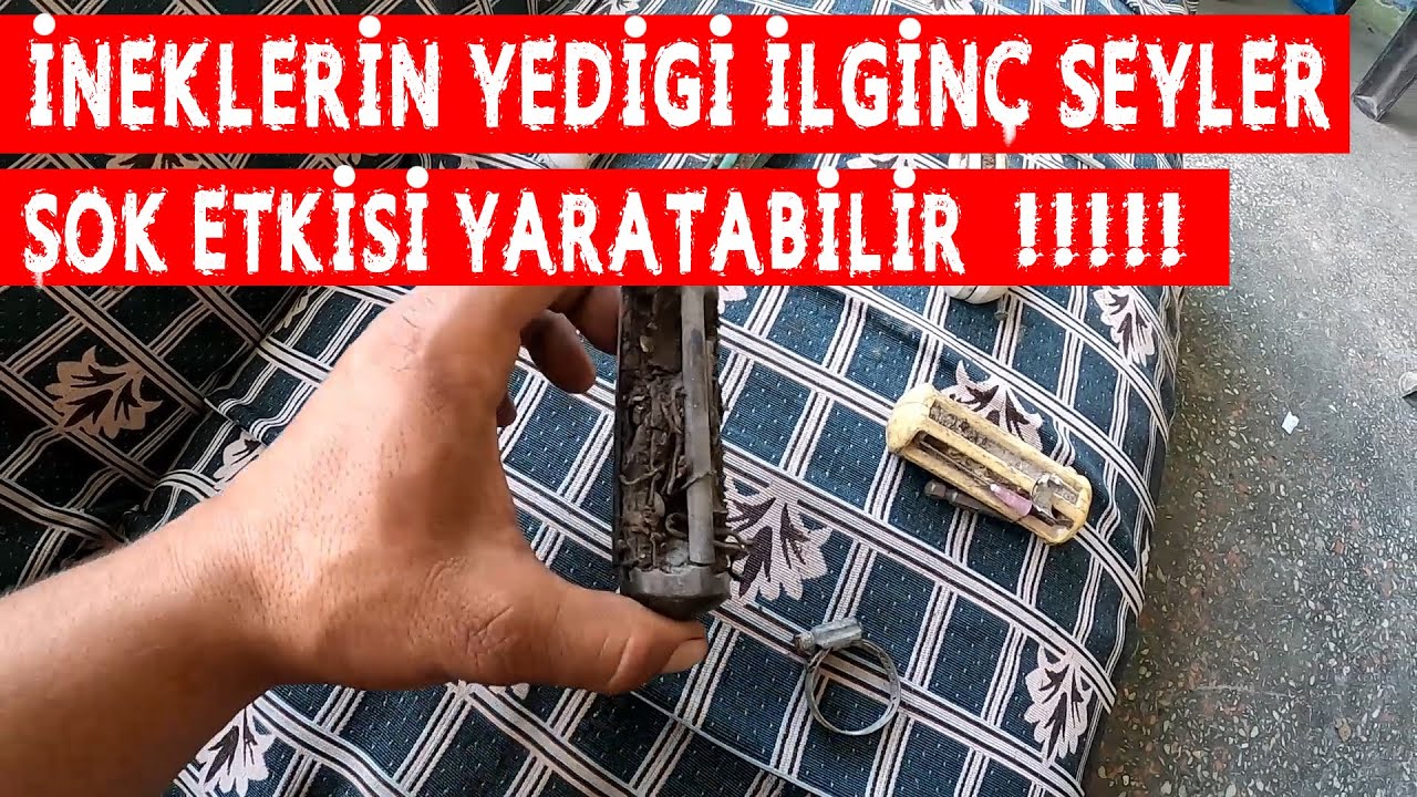 İNEKLERİN YEDİĞİ İLGİNÇ ŞEYLER??? | İNEĞİN İÇİNDEN NELER ÇIKTI (!!! MIKNATISIN ÖNEMİ !!!)