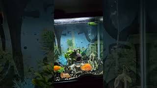 Optimus-Jack Dempsey, Fingolfin-big blood parrot, David -peackock, Ember-small blood parrot!!