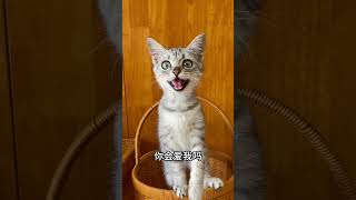 The cat's singing is hilarious! #Monkey #MonkeyFunny #MonkeyPhotography #MonkeyTaiHotTopics