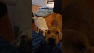 🌞 Wake up with Shadow and Chance 💚 #dogs