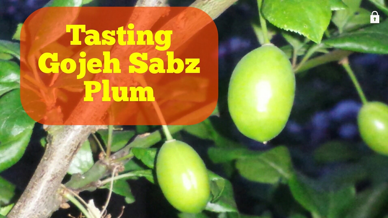 Tasting Gojeh Sabz Cherry Plum In 24 April 2017