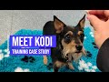 Boosting a Miniature Pinscher's confidence around other dogs